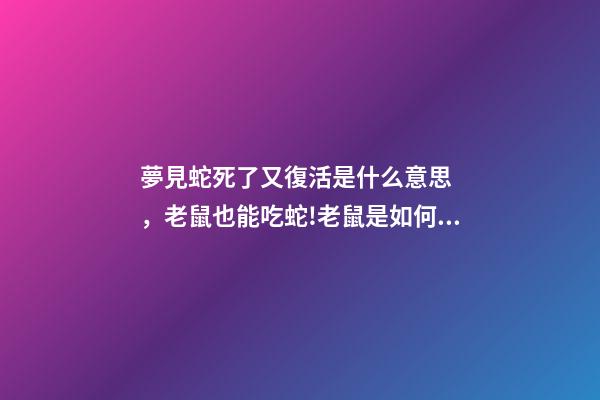 夢見蛇死了又復活是什么意思，老鼠也能吃蛇!老鼠是如何“趁蛇病-第1張-觀點-玄機派